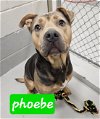 adoptable Dog in augusta, GA named PHOEBE
