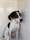 adoptable Dog in augusta, GA named LUNA