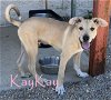 adoptable Dog in  named KAYKAY