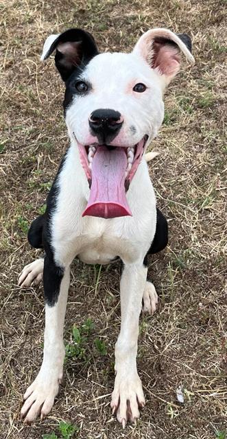 adoptable Dog in Augusta, GA named GUMBALL