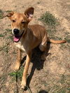 adoptable Dog in Augusta, GA named DOLLY