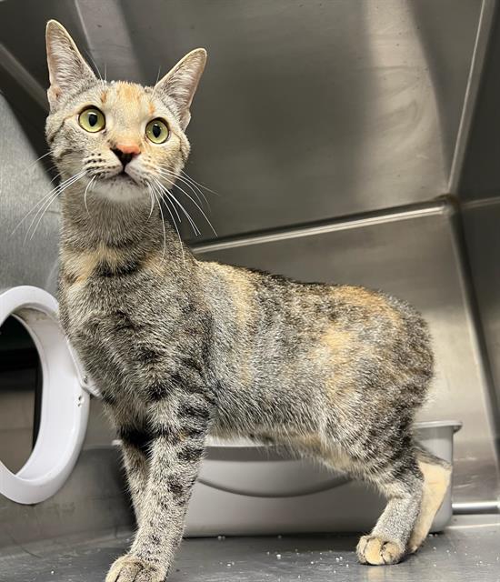 adoptable Cat in Augusta, GA named SNICKER DOODLE