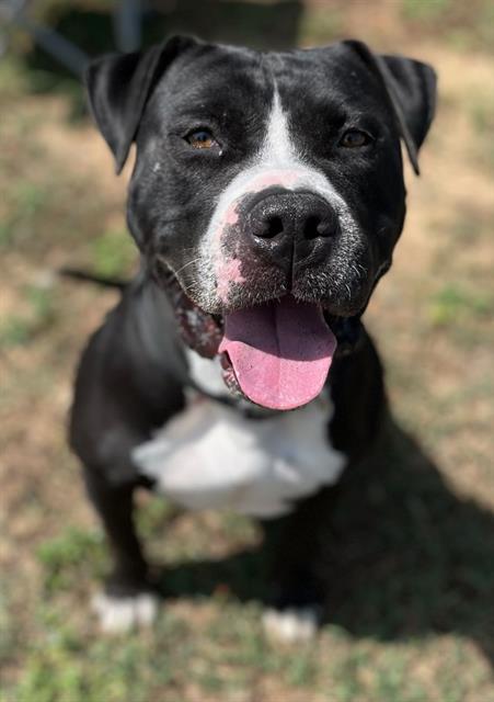 adoptable Dog in Augusta, GA named ANDY