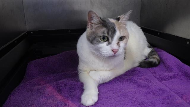 adoptable Cat in Augusta, GA named COURTNEY