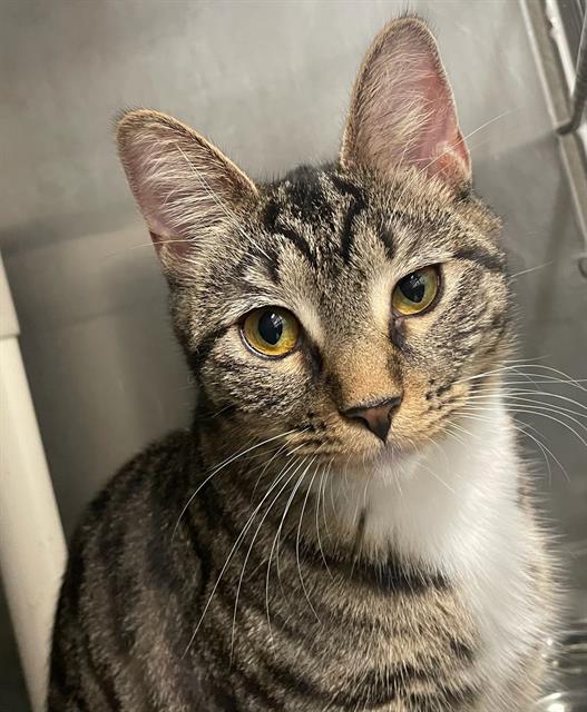 adoptable Cat in Augusta, GA named MIRANDA