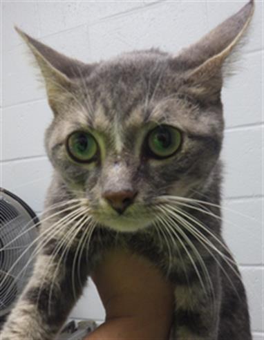 adoptable Cat in Augusta, GA named WAYNE