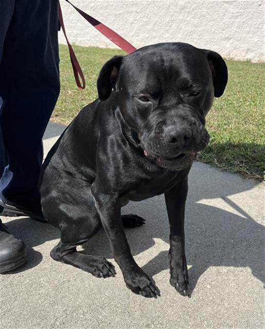 adoptable Dog in Augusta, GA named ANGUS