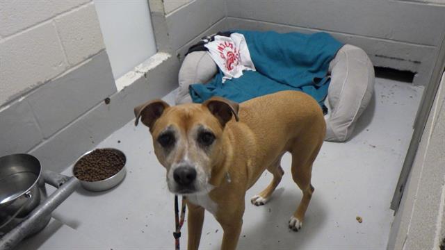 adoptable Dog in Augusta, GA named KRISPY