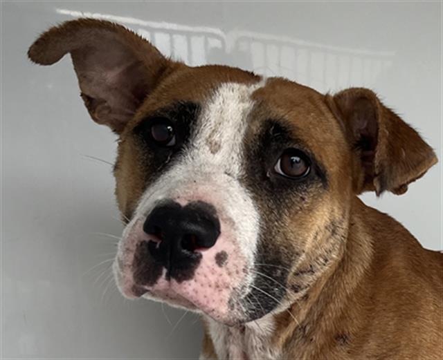 adoptable Dog in Augusta, GA named CALLA