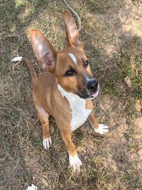 adoptable Dog in Augusta, GA named SPUTNIK