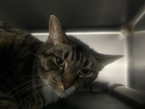 picture of the cat needing adoption