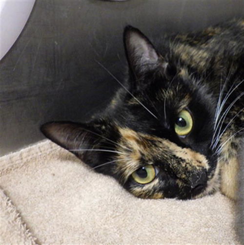 picture of the cat needing adoption