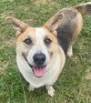 adoptable Dog in Augusta, GA named HANSON