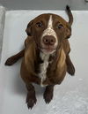 adoptable Dog in Augusta, GA named FRECKLES