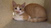 adoptable Cat in Augusta, GA named DANDY