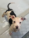 adoptable Dog in Augusta, GA named RIPLEY