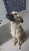 adoptable Dog in  named BEOWULF