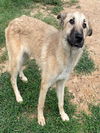 adoptable Dog in  named BEOWULF