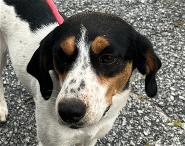 adoptable Dog in Augusta, GA named BREE