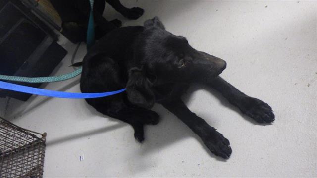 adoptable Dog in Augusta, GA named RICK