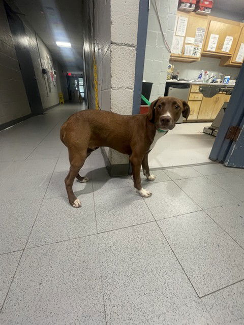 adoptable Dog in Augusta, GA named SIMON