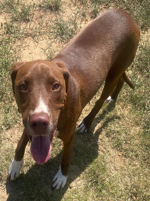 adoptable Dog in Augusta, GA named SIMON
