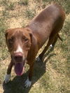 adoptable Dog in  named SIMON
