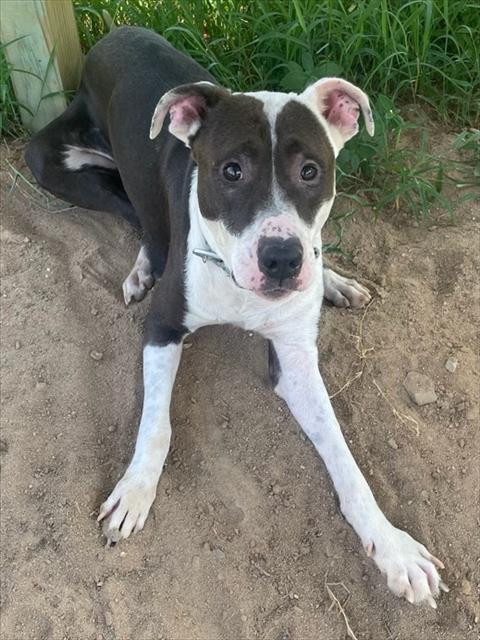 adoptable Dog in Augusta, GA named LUCAS