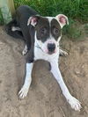 adoptable Dog in , GA named LUCAS