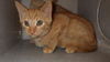 adoptable Cat in  named FAITH