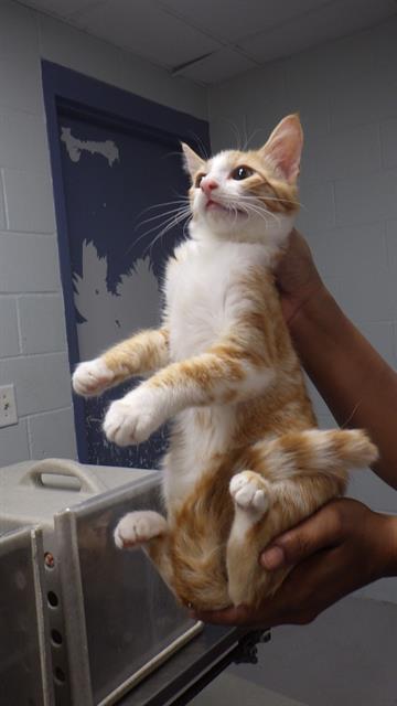 adoptable Cat in Augusta, GA named LIBERTY
