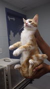 adoptable Cat in  named LIBERTY