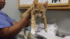 adoptable Cat in  named DREAM