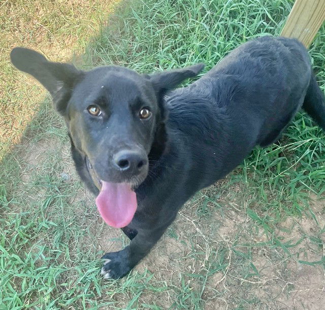 adoptable Dog in Augusta, GA named SAPPHIRE