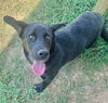adoptable Dog in , GA named SAPPHIRE