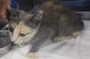 adoptable Cat in  named ATHENA