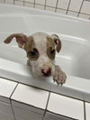 adoptable Dog in  named TARZAN