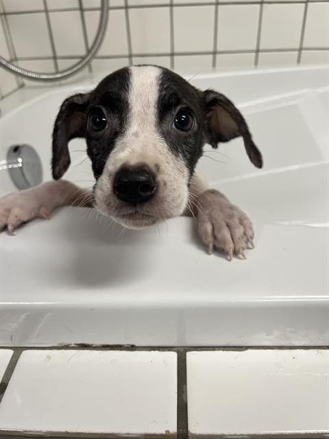adoptable Dog in Augusta, GA named CHEETAH