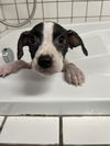 adoptable Dog in  named CHEETAH