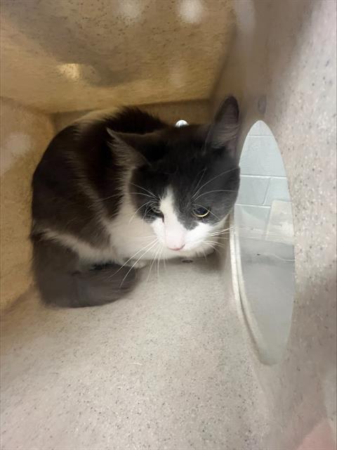 adoptable Cat in Augusta, GA named GIBLET