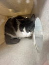 adoptable Cat in , GA named GIBLET