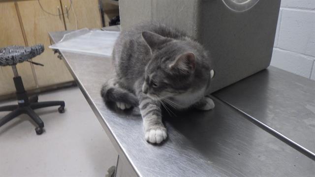 adoptable Cat in Augusta, GA named MAJOR PURRINGTON