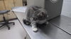 adoptable Cat in  named MAJOR PURRINGTON