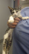 adoptable Cat in  named CHEVY