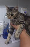adoptable Cat in  named CLAWDINE