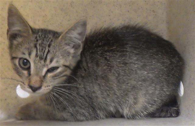 adoptable Cat in Augusta, GA named FENNEL