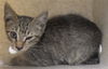 adoptable Cat in  named FENNEL