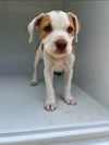 adoptable Dog in  named LAPIS