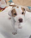 adoptable Dog in , GA named LAPIS