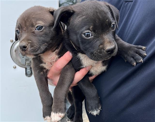 adoptable Dog in Augusta, GA named BATMAN
